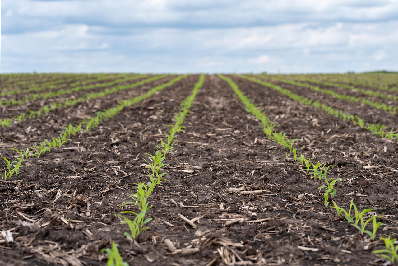Maíz creciendo en un campo