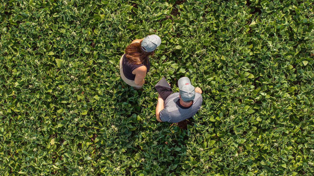 Two people inspecting lush green crops with tablet