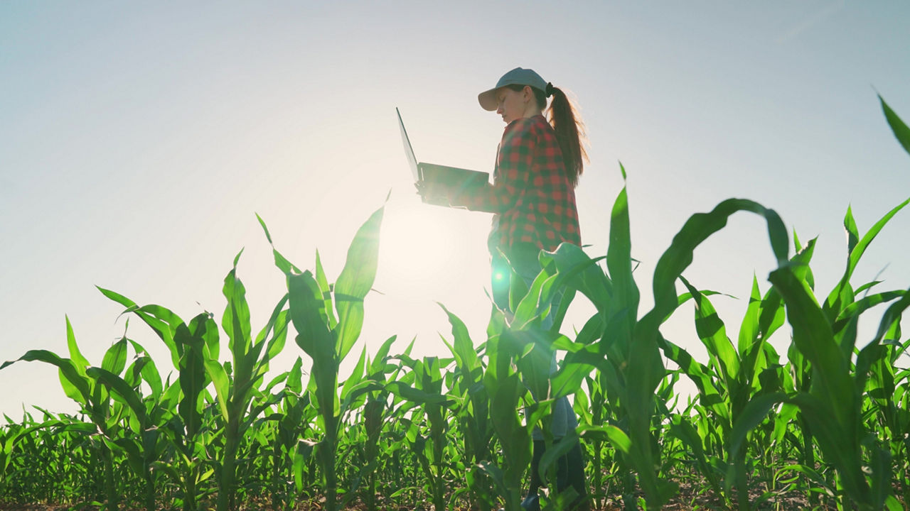 A farmer standing in a field of crops, studying data on a laptop