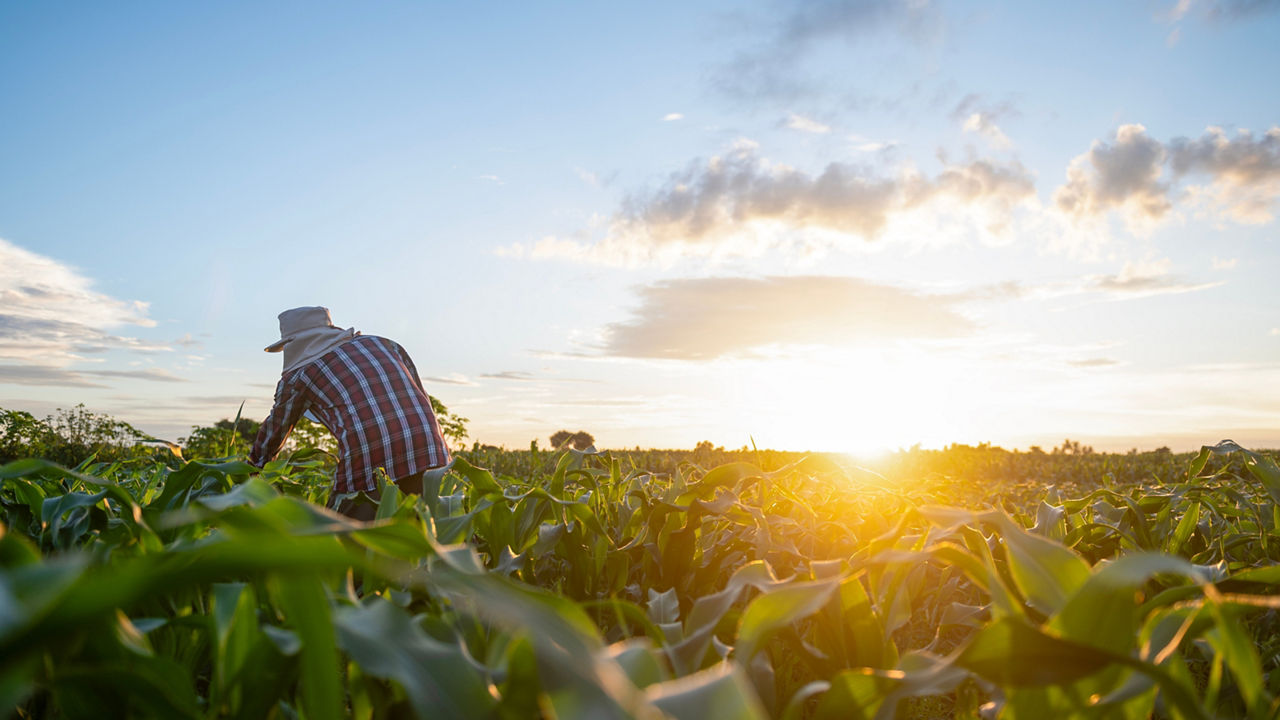 A farmer examining his crops in a field as the sun sets behind him