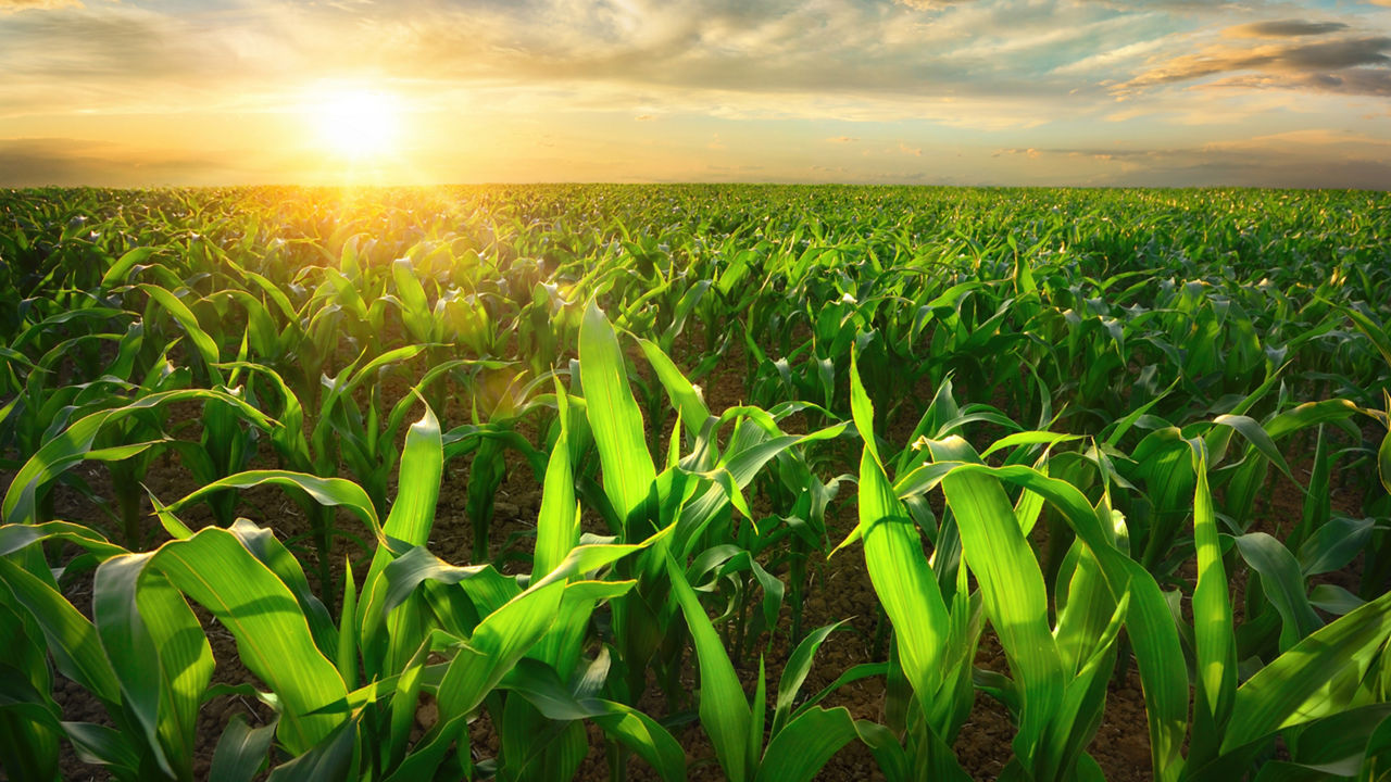 Field of crops with cloudy sky and low sun. 