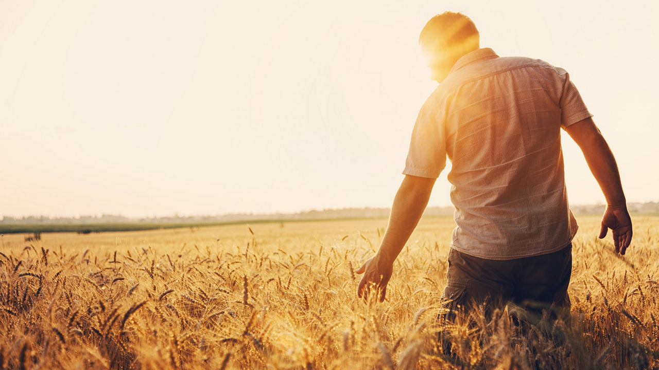 A farmer standing in a wheat field inspecting his crops while silhouetted by the sun