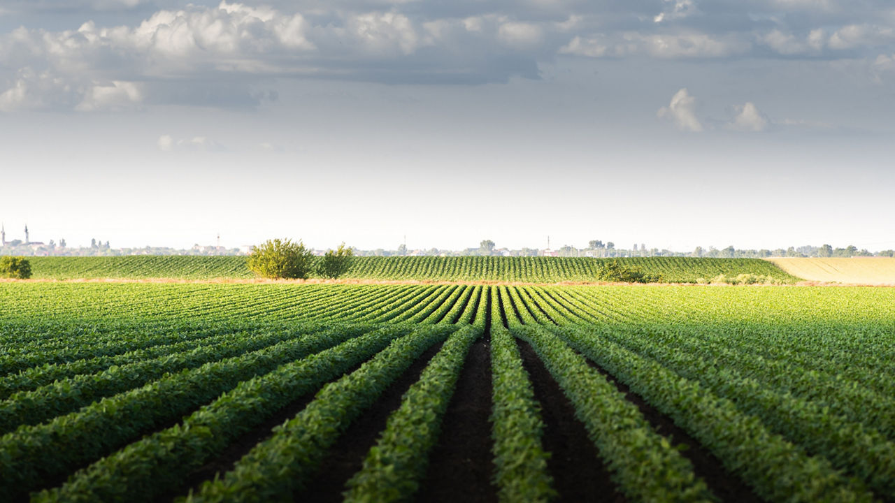 A field of crops with a cloudy sky