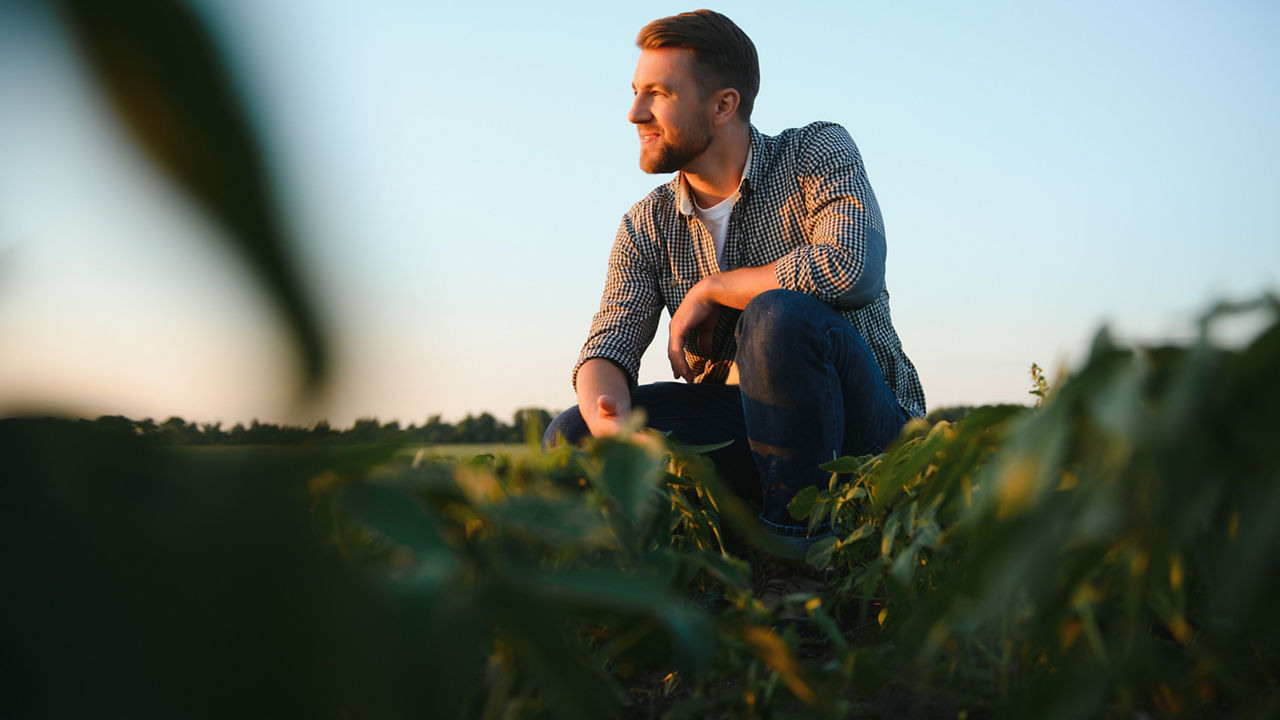 A farmer crouched down in his field looking at his crops with the sun setting behind him.