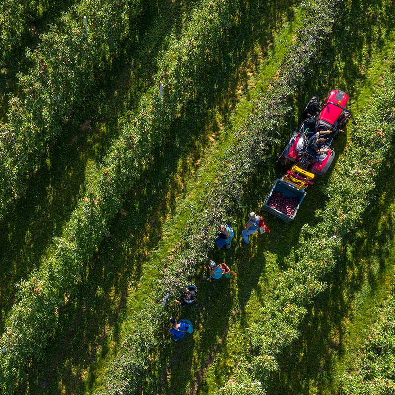Valtra-F-Series-fruit-farm-tractor.jpg