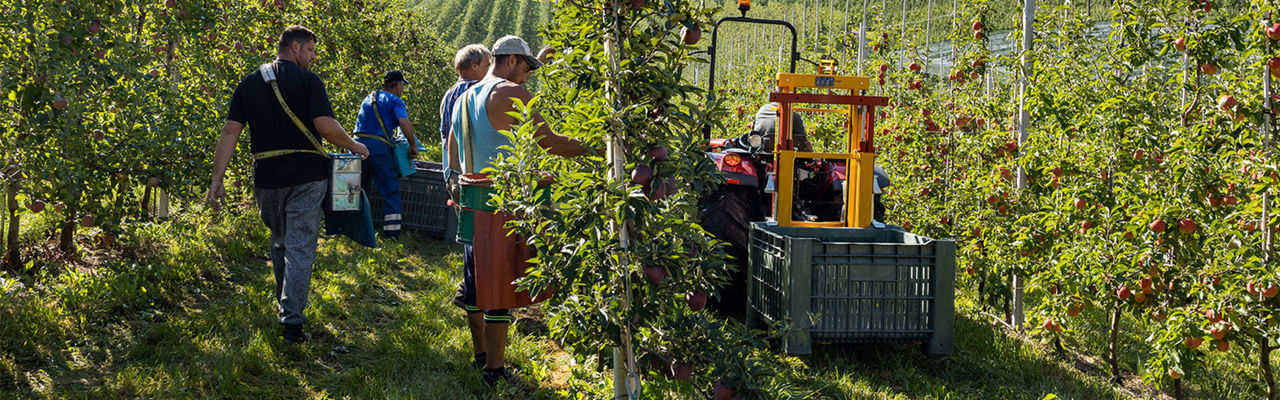 Valtra-F-Series-orchard-tractor.jpg