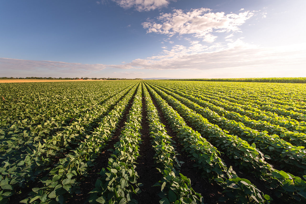 Soybean Field