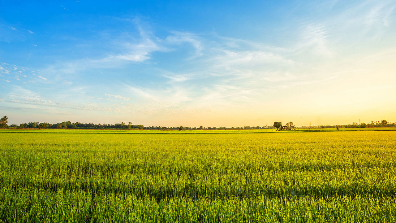 Corn Field in Sun