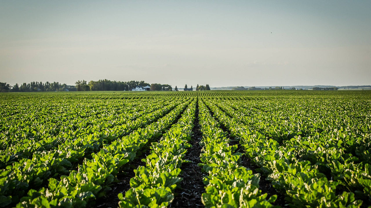 Field of soybeans
