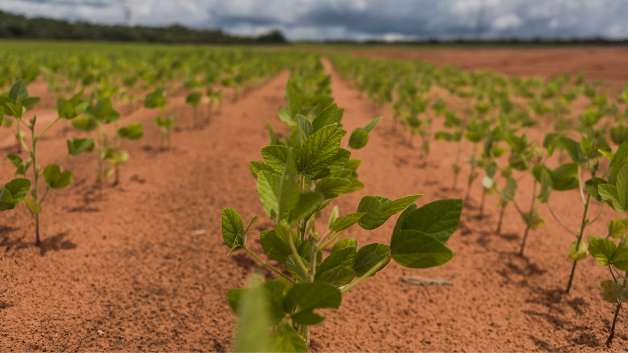 A field of growing plants.