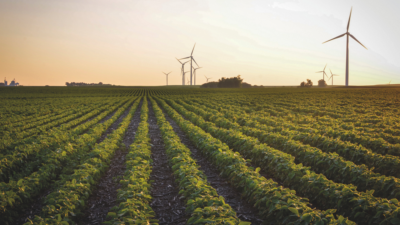 A field of soybeans grows in straight rows.