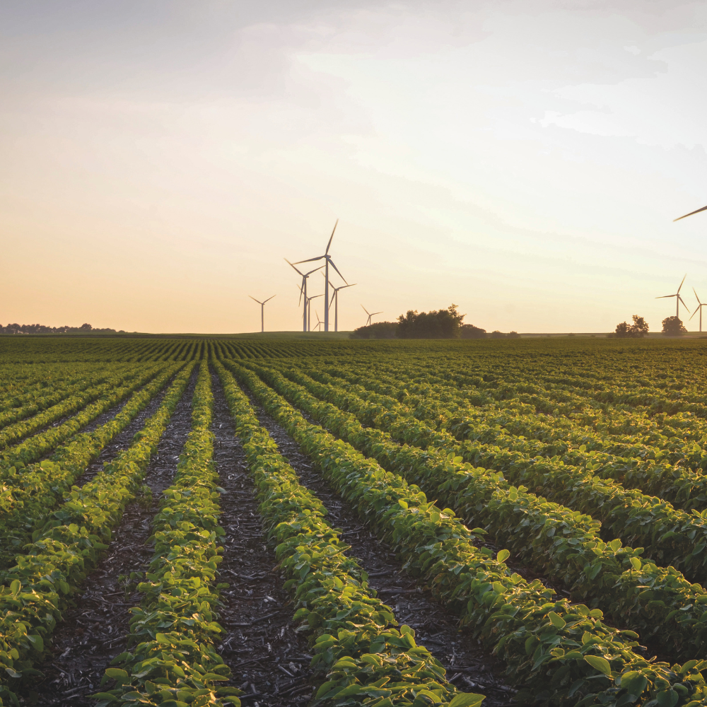 A field of soybeans planted in straight rows.