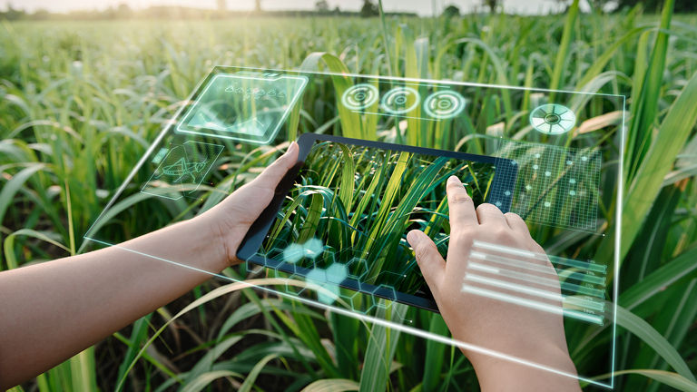 Two hands using a clear screen above a field of crops