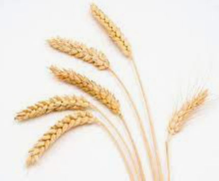 grain.jpg