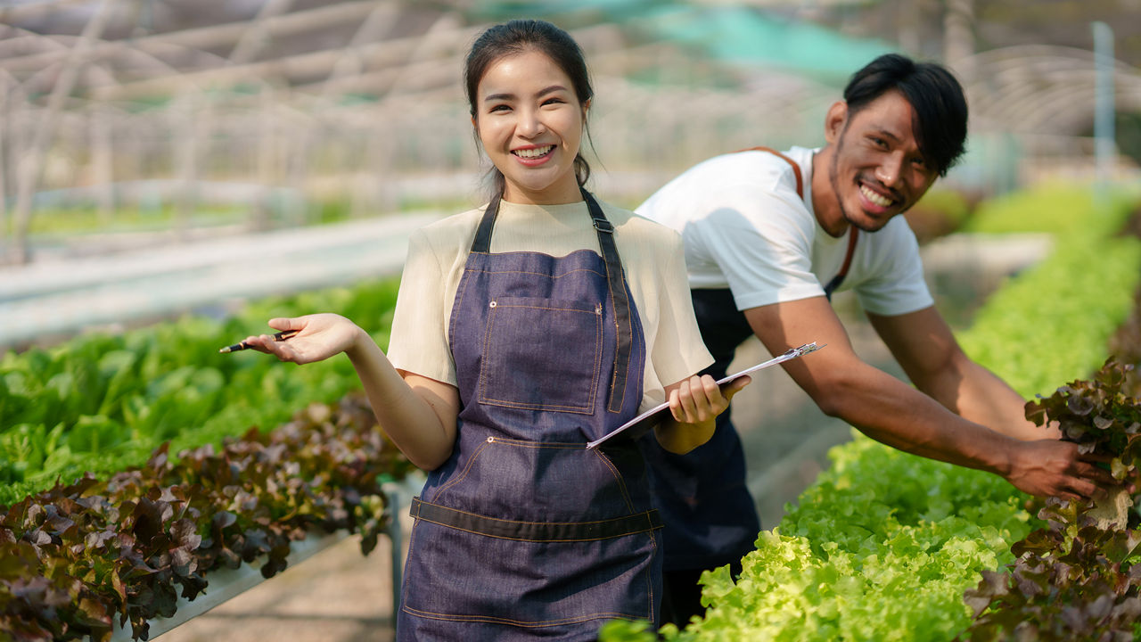 Hydroponics. Smiling young Asian couple farmer harvest organic vegetable salad from farm garden.