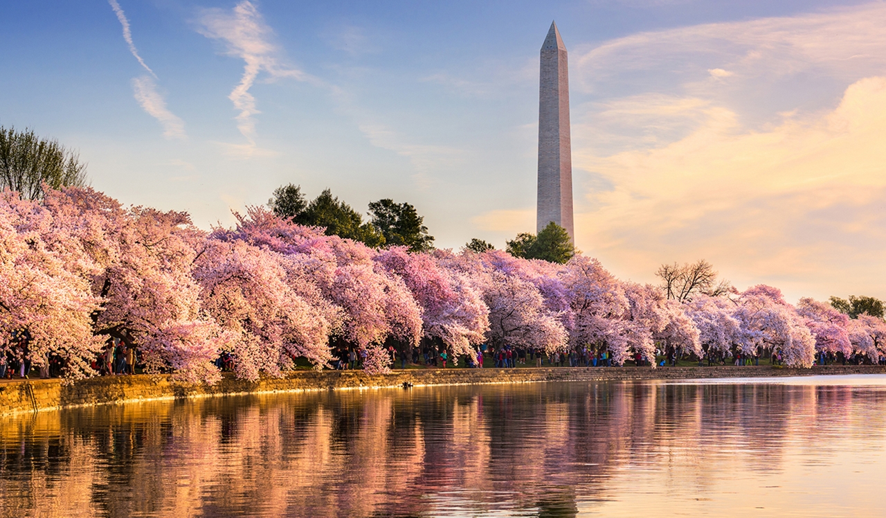 The Residences at Capital Crescent Trail  - Bethesda, MD - Kenwood Cherry Blossoms