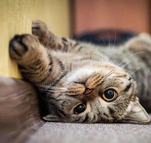 Broadcast Center Apartments - Los Angeles, CA - Cute cat leaning up against wall