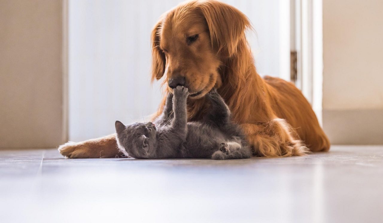 dog and cat playing