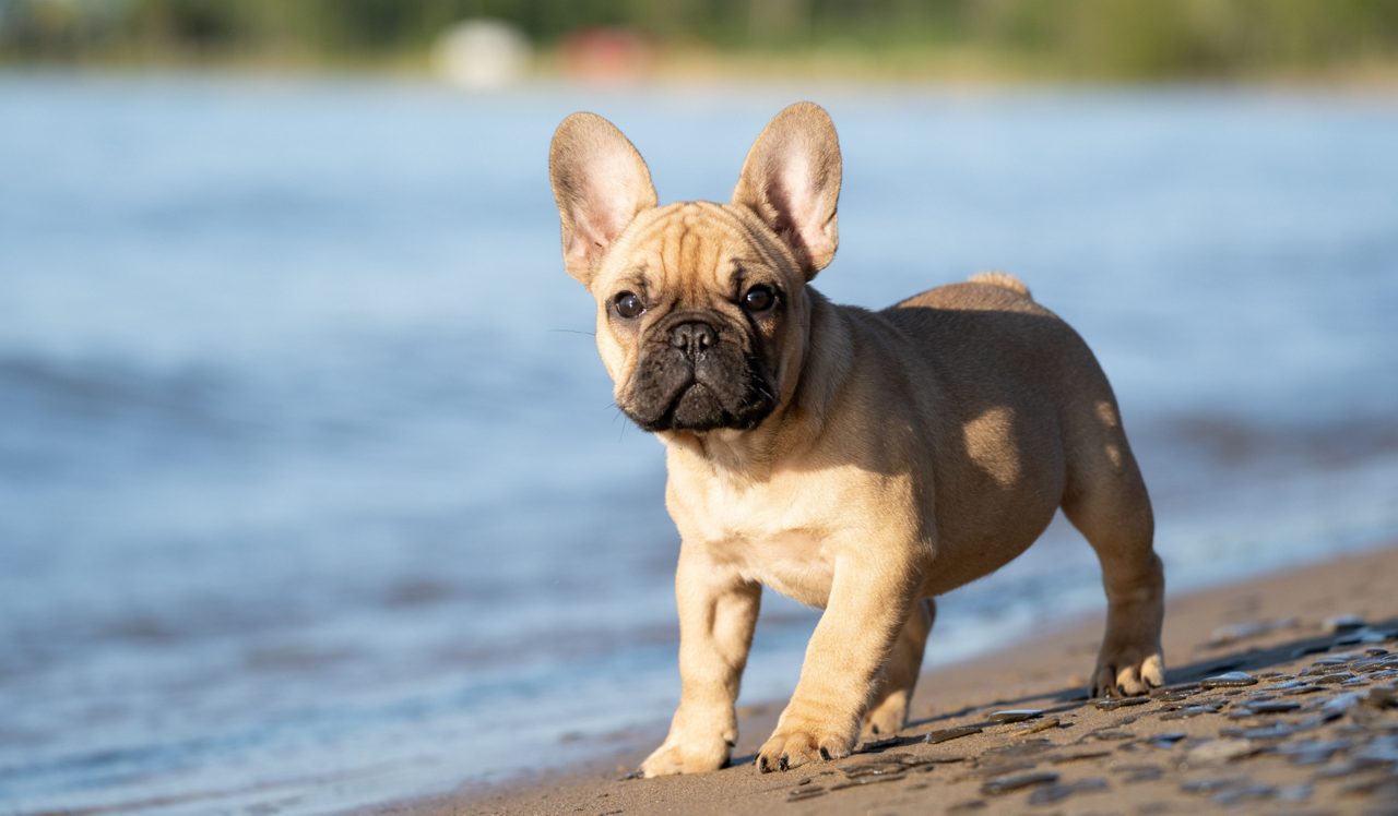 The Bluffs - Pacifica, PA - pet friendly