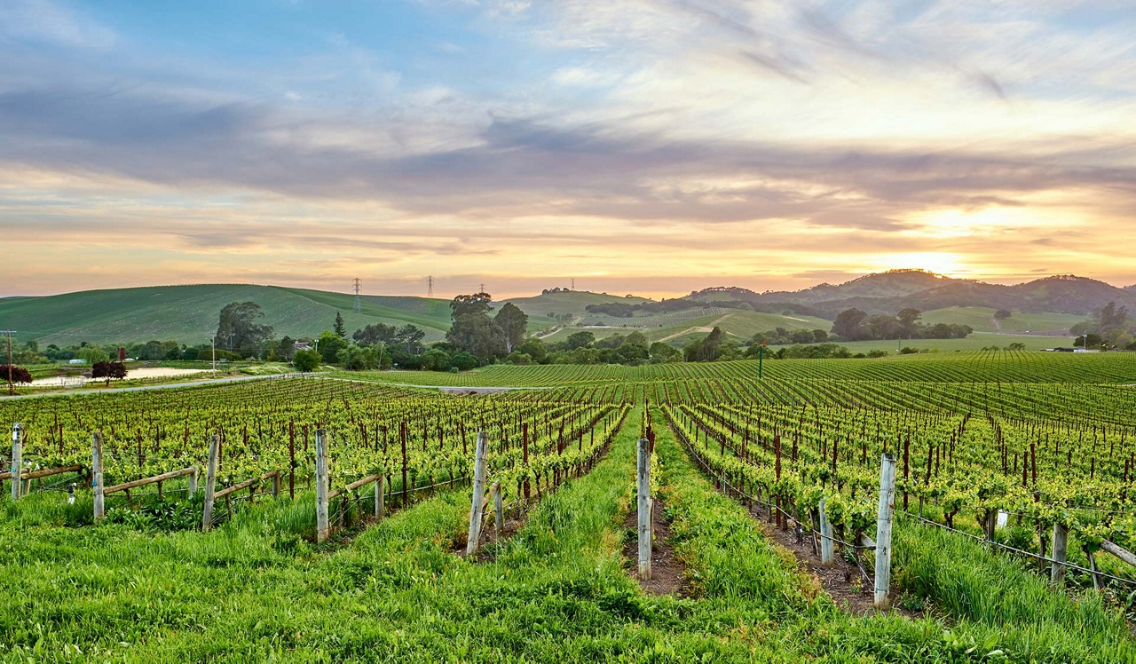 Malibu Canyon - Calabasas, CA - Winery