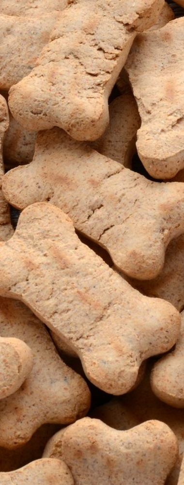 Broadcast Center Apartments - Los Angeles, CA - Dog biscuits in pet bowl