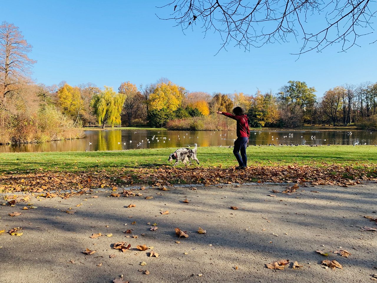Splendid autumn light in park