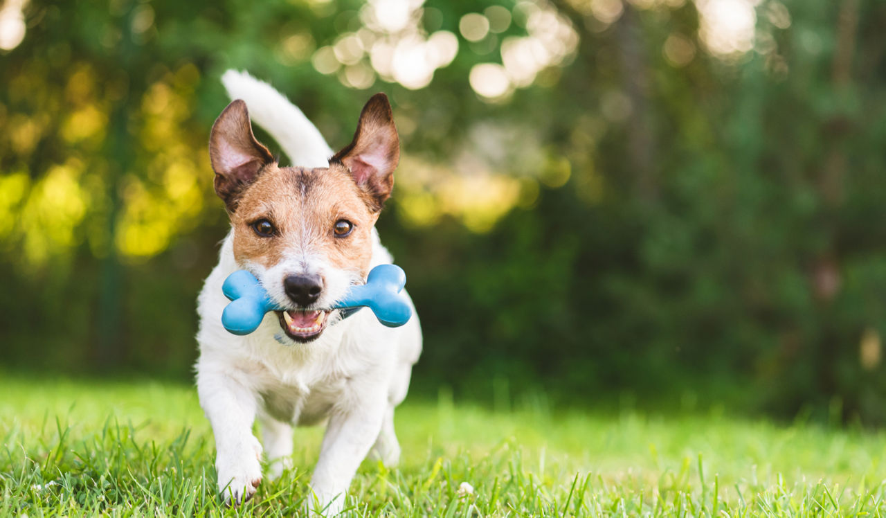 Mariners Cove Apartments - San Diego, CA - Jack Russel Terrier running with bone