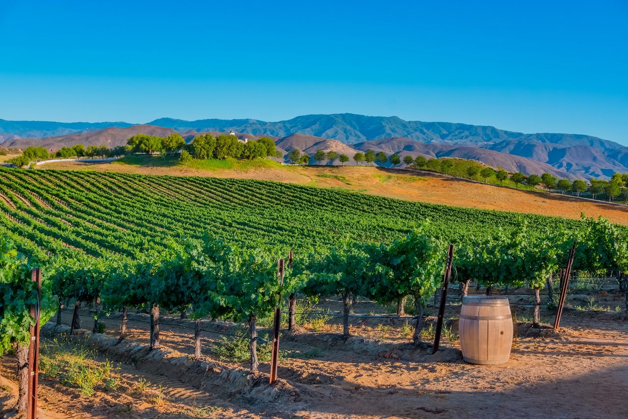 A Temecula, California  vineyard glows with brilliant green foliage in the warm light of the day.