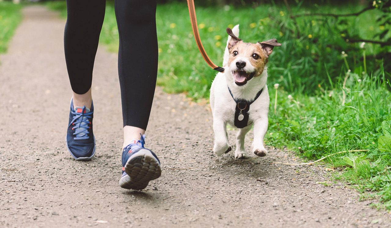 Woman running with dog to workout during morning walk