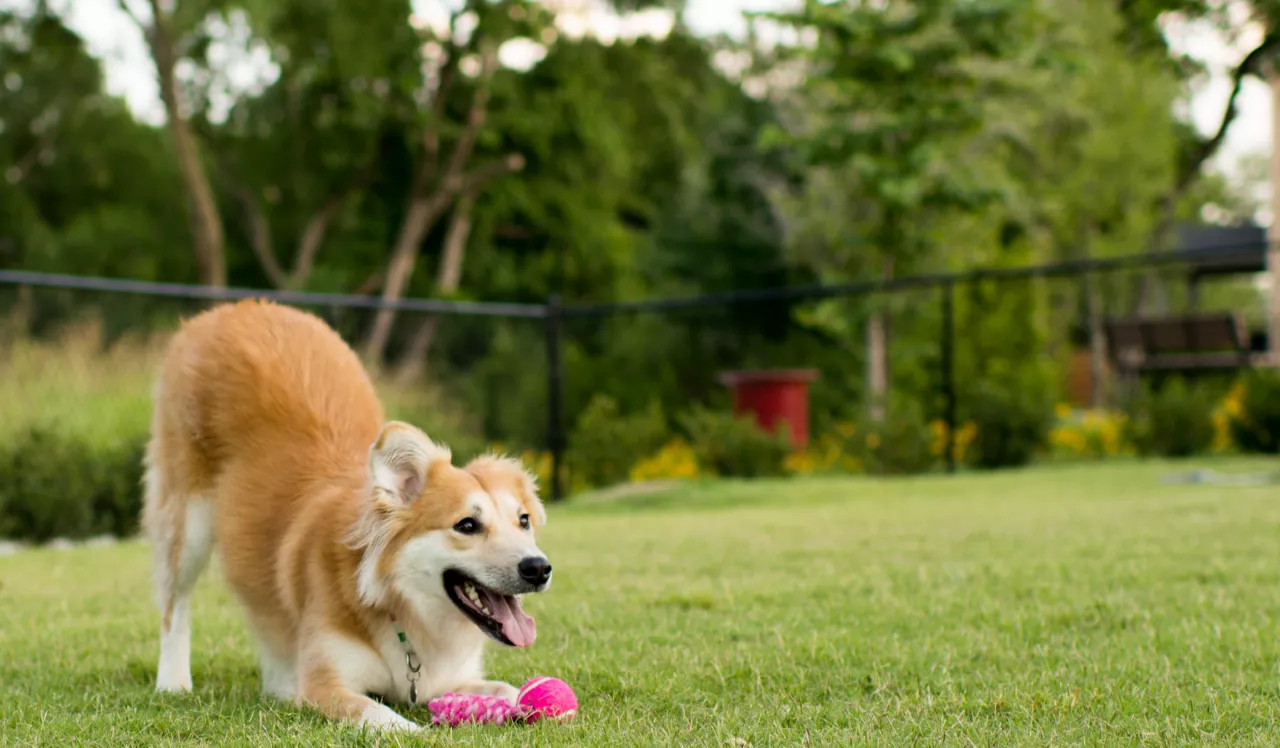 Lasselle Place - Moreno Valley, CA - dog park