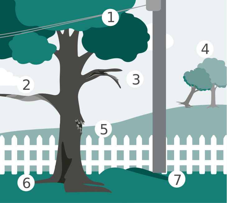 Tree damage warning signs