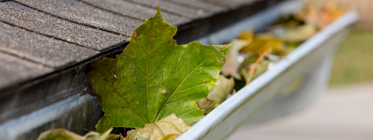 Gutters with leaves in them.