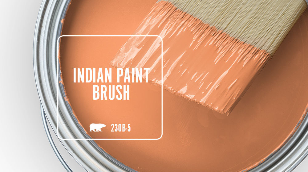 INDIAN PAINT BRUSH Color for Mobile