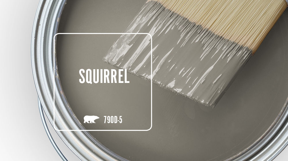 SQUIRREL Color for Mobile