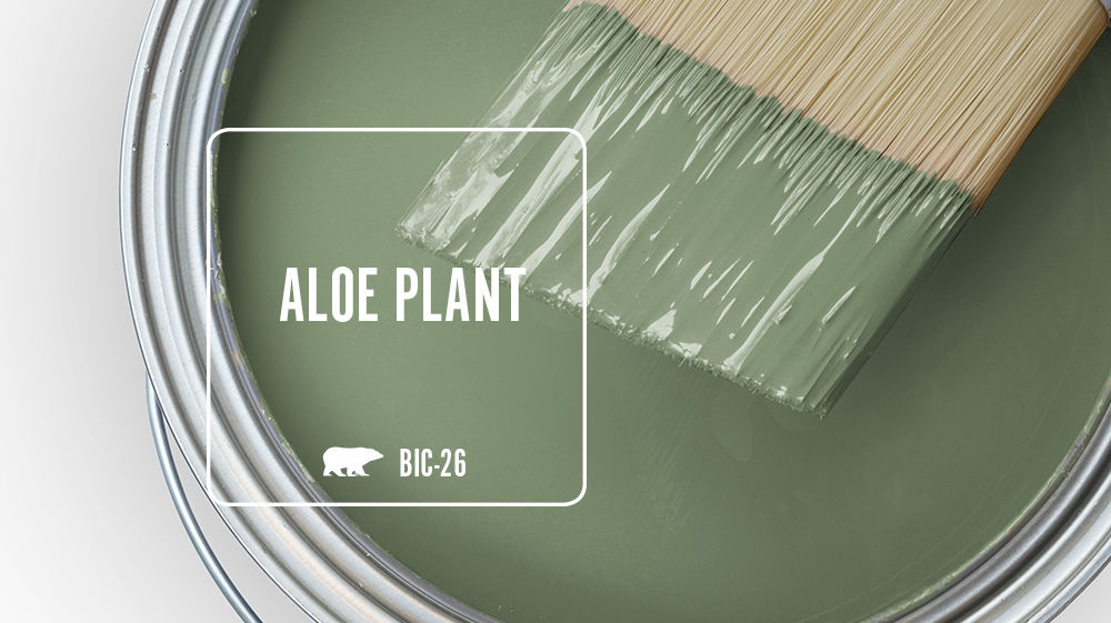 ALOE PLANT Color for Mobile