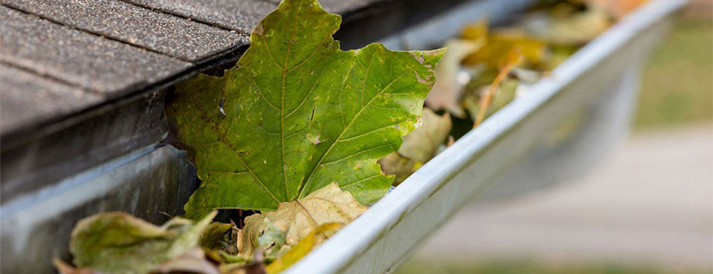 leaves on garden floor