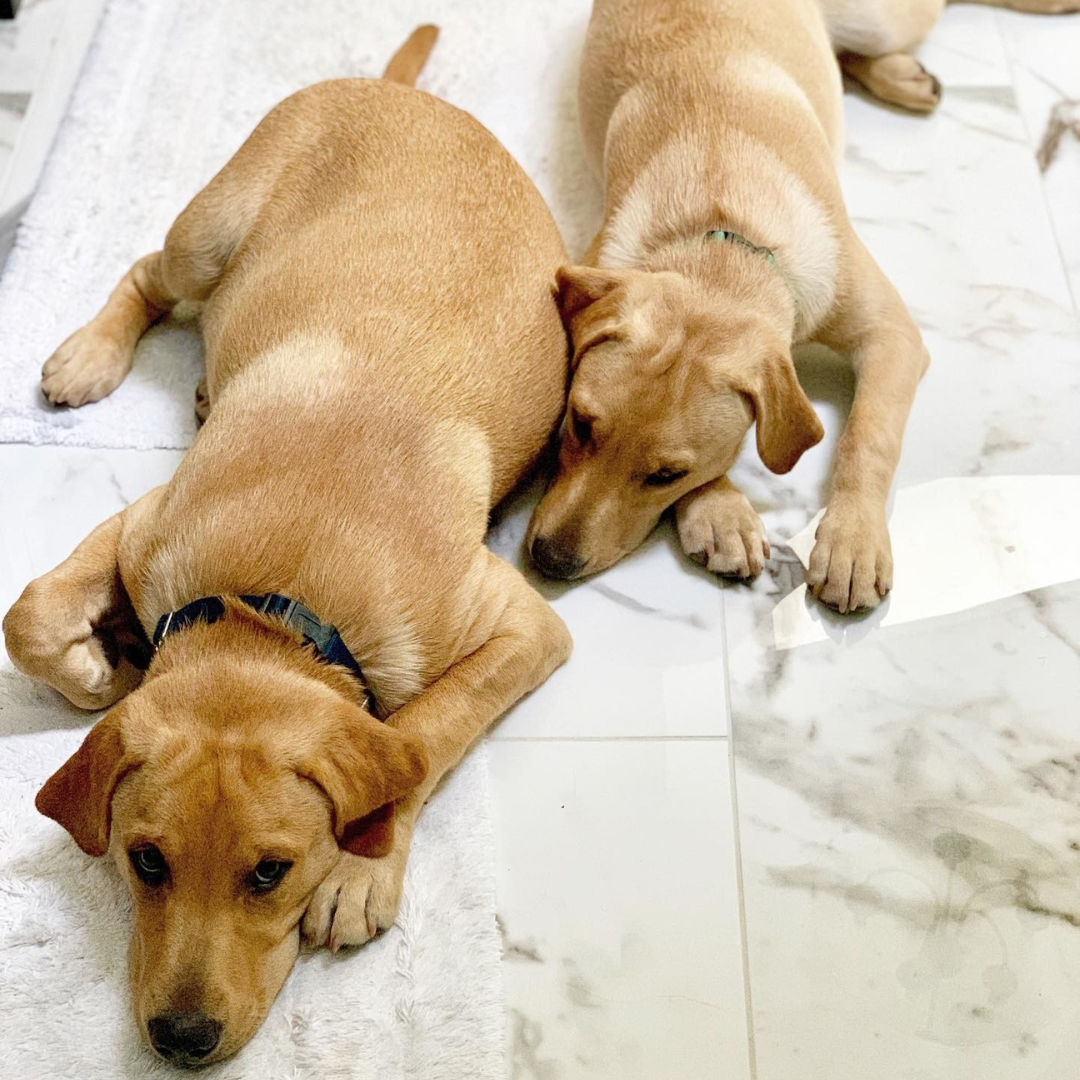 Two dogs laying on white marble look tile.