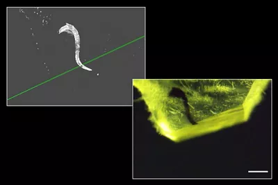 3D UCT Scan Data Opened In The 3D Trim Module Of UC Enuity Kid21754305