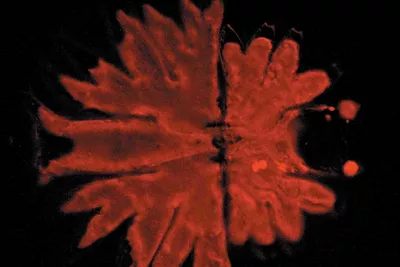 Leica Micrasterias Fluorescence 2 Kid21766293