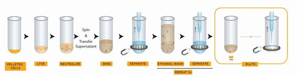 DNA Plasmid Purification