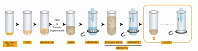 DNA Plasmid Purification
