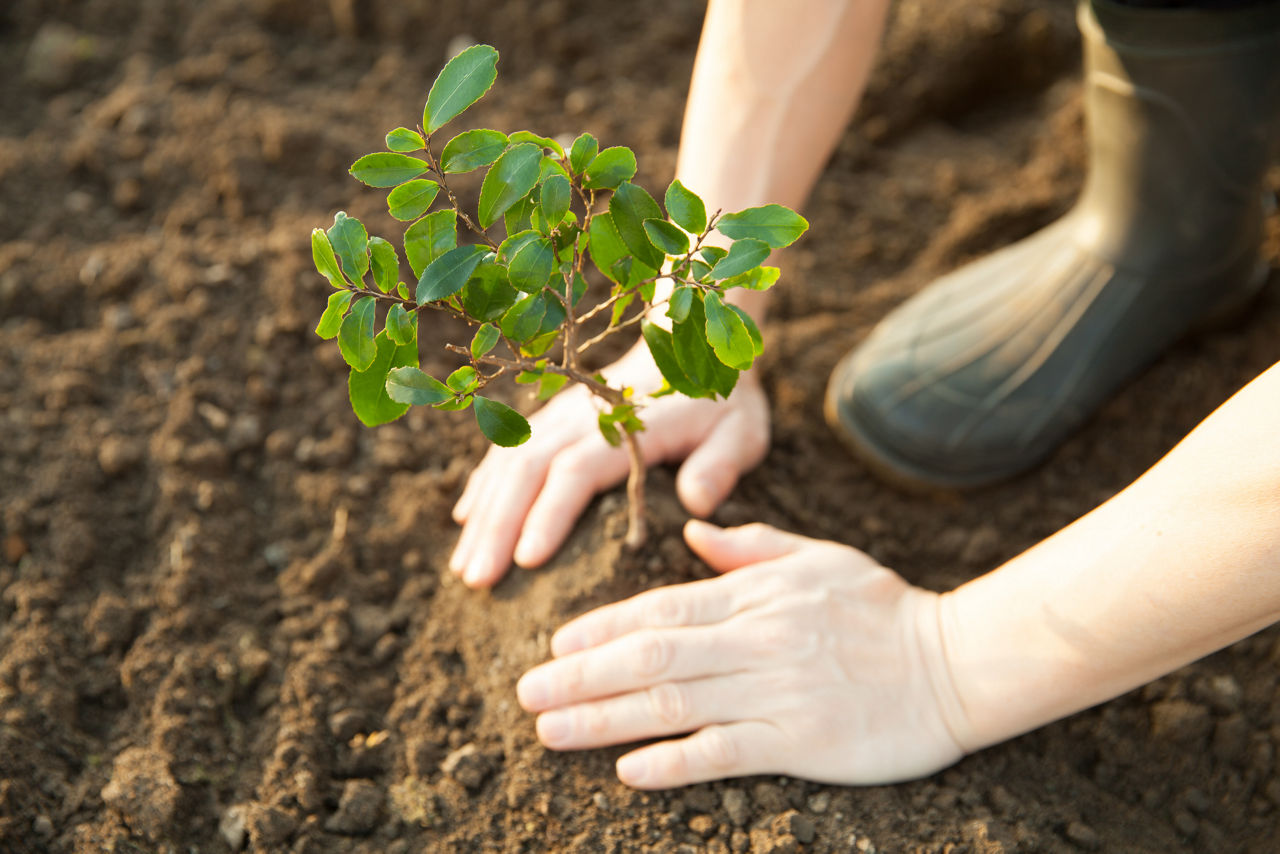 Person planting a tree