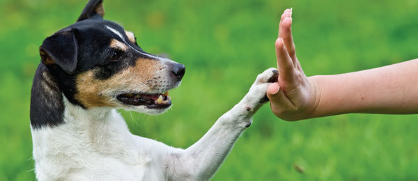 tips-for-a-well-behaved-dog