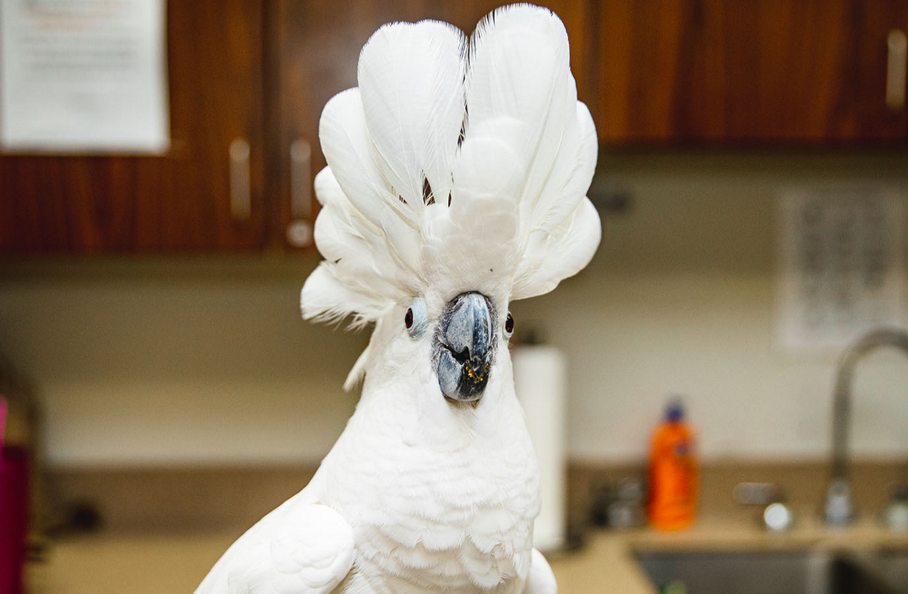 bird