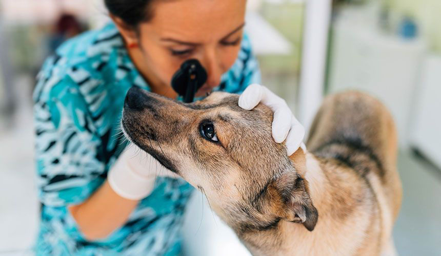 Dog is being treated