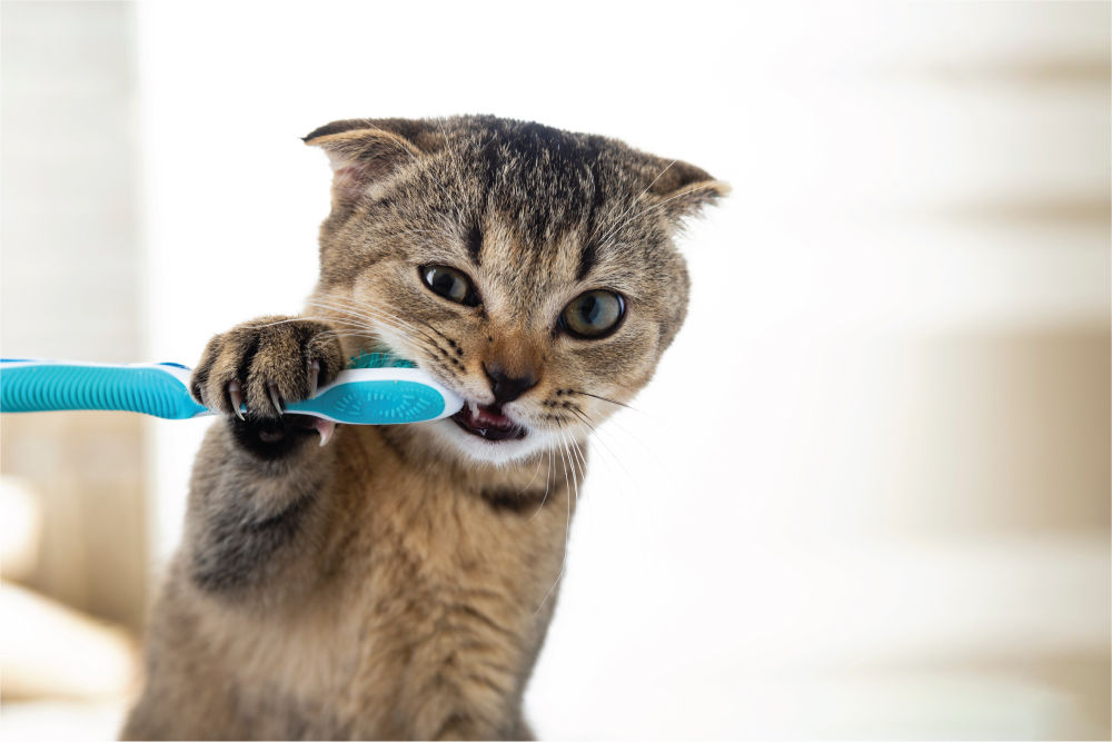 cat toothbrush