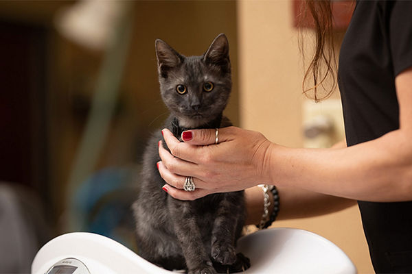 cat with vet