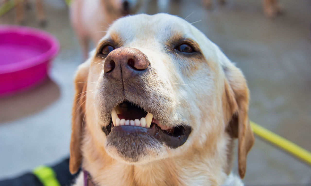 Dog showing teeth