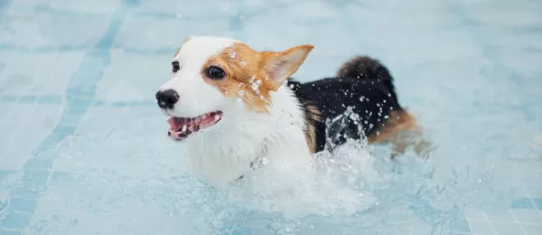 corgi-swimming