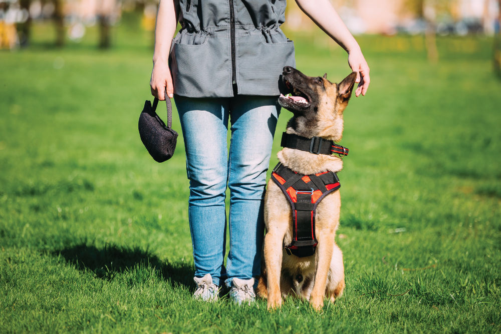 dog with trainer
